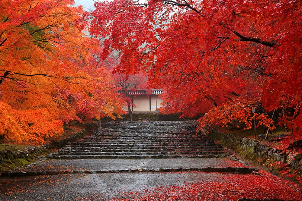 京都の紅葉を車中泊で巡る
